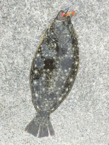 伊勢湾湾奥
