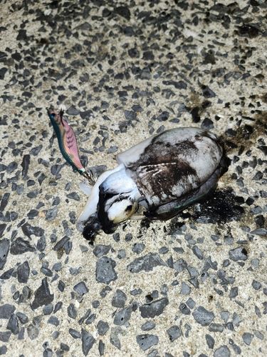 コウイカの釣果