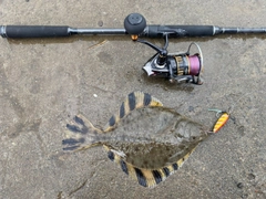 ヌマガレイの釣果