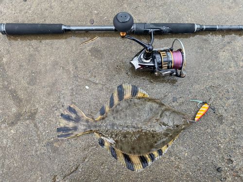 ヌマガレイの釣果