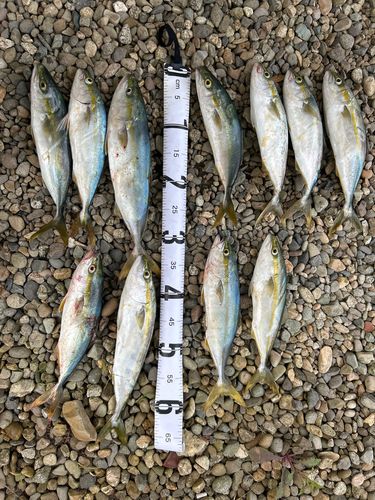 フクラギの釣果
