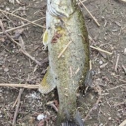 スモールマウスバス