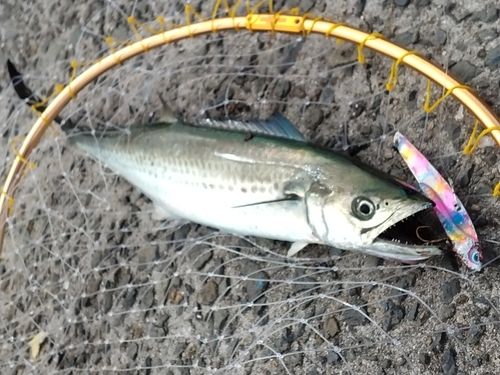 サゴシの釣果