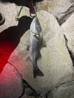 スズキの釣果