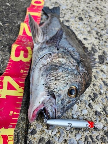 クロダイの釣果