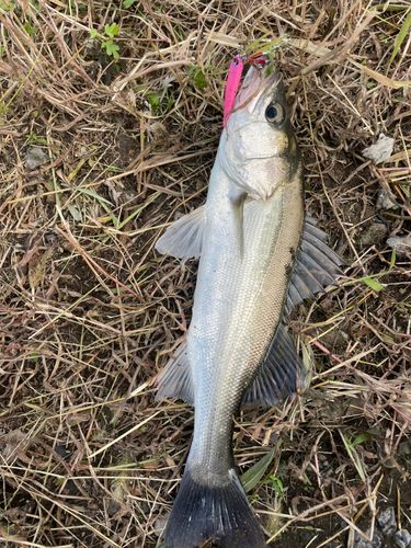 スズキの釣果