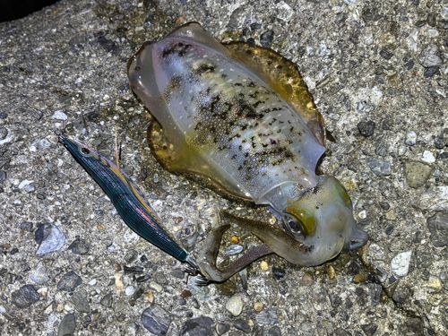 アオリイカの釣果