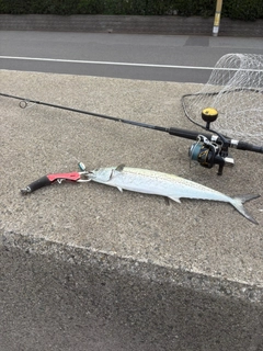 サゴシの釣果