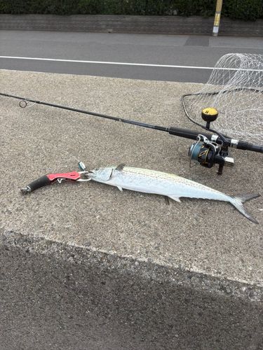 サゴシの釣果