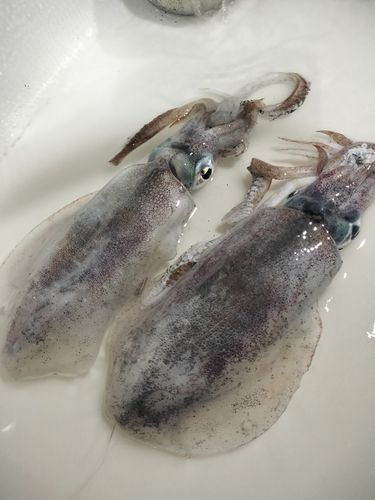 富山湾