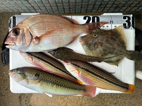 マダイの釣果
