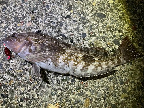 アイナメの釣果