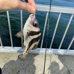コショウダイ