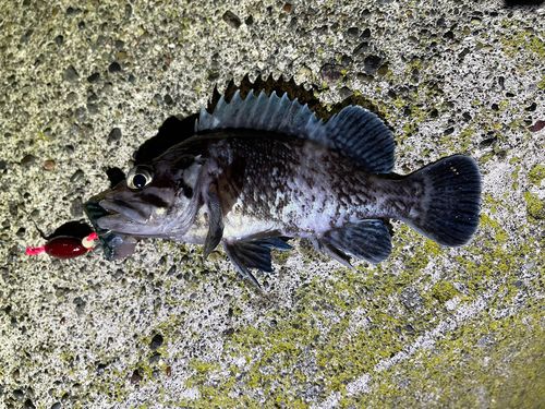 マゾイの釣果