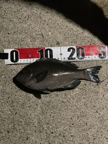 常滑りんくう釣り護岸