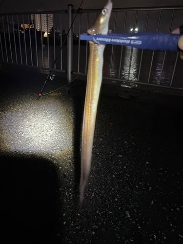 盤州干潟