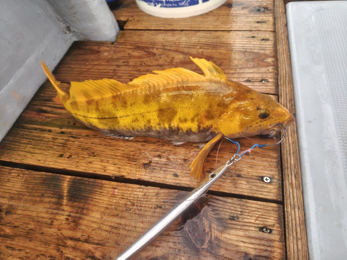 K.a.z.u.さんの釣果 1枚目の画像