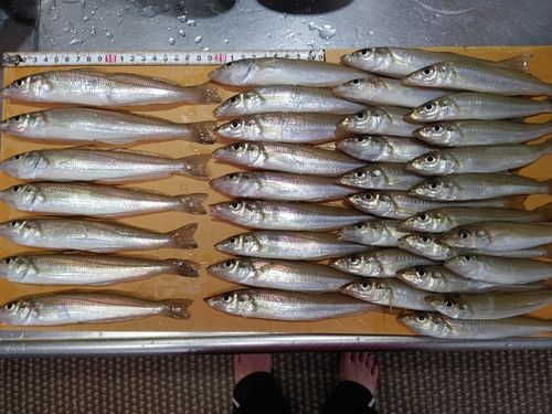 キスの釣果