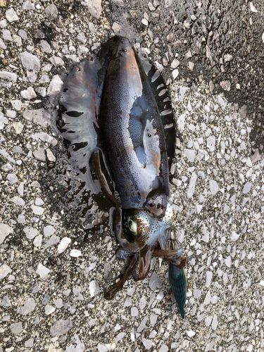 アオリイカの釣果