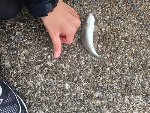 クロサギの釣果