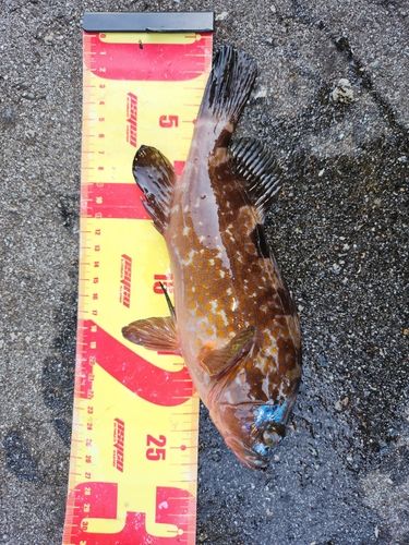 魚津漁港