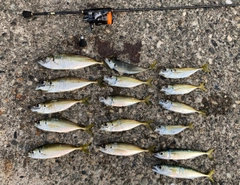 アジの釣果