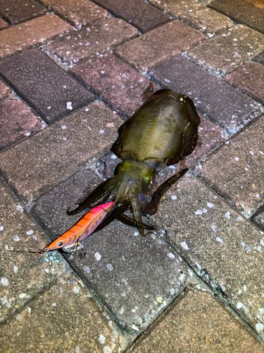 アオリイカの釣果