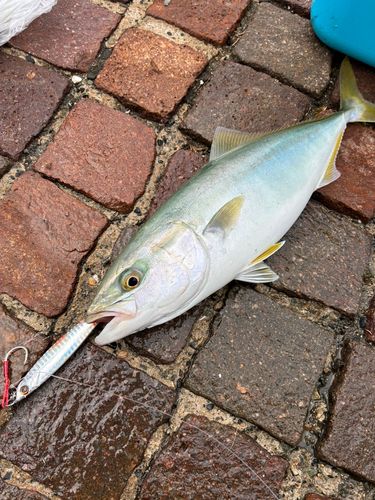 ヤズの釣果