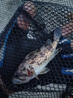 クロソイの釣果