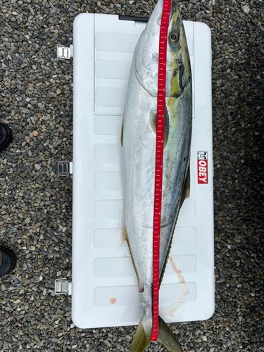 ブリの釣果