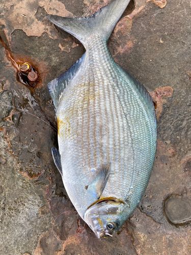 イスズミの釣果