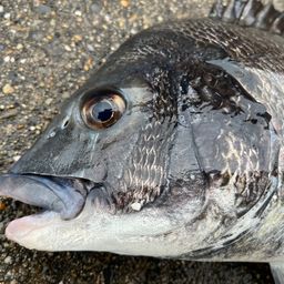 チヌ