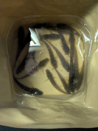 マハゼの釣果