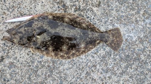 ヒラメの釣果