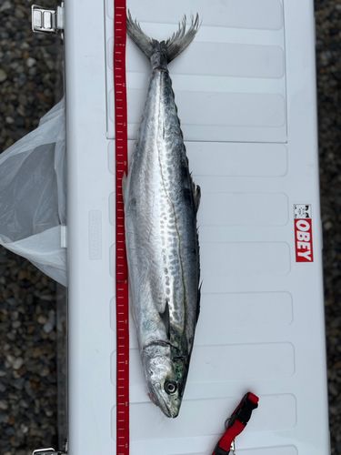 サゴシの釣果
