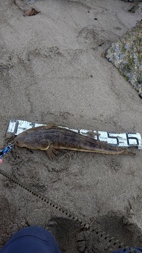 マゴチの釣果
