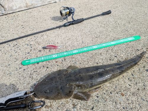 マゴチの釣果