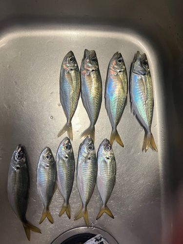 アジの釣果