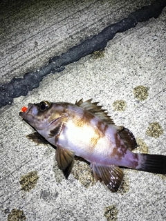 メバルの釣果