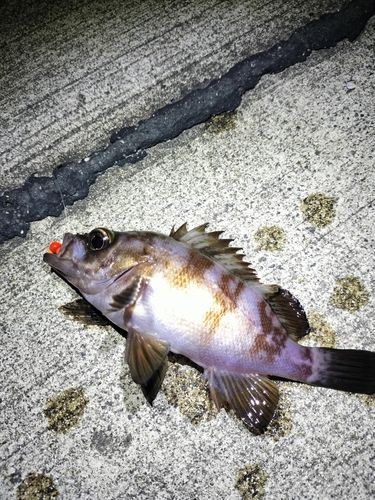 メバルの釣果