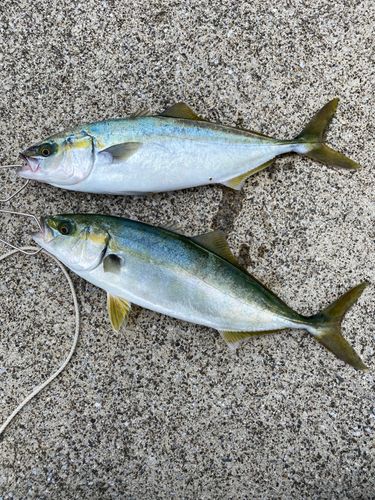 ワカシの釣果