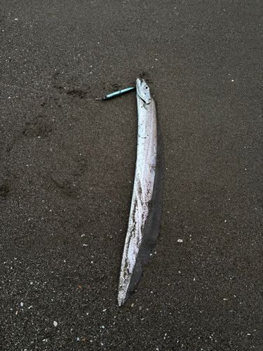 タチウオの釣果