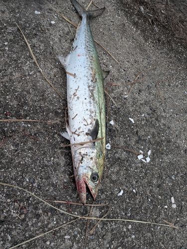 瀬戸内海