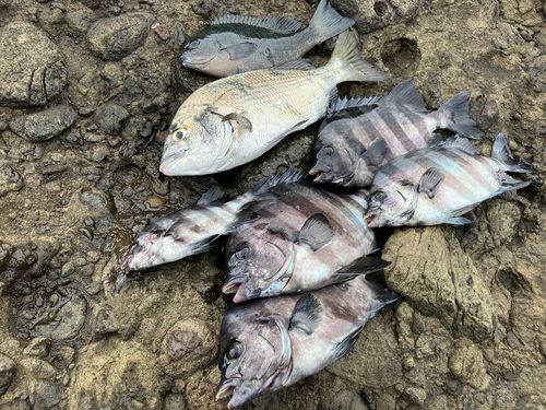 チヌの釣果