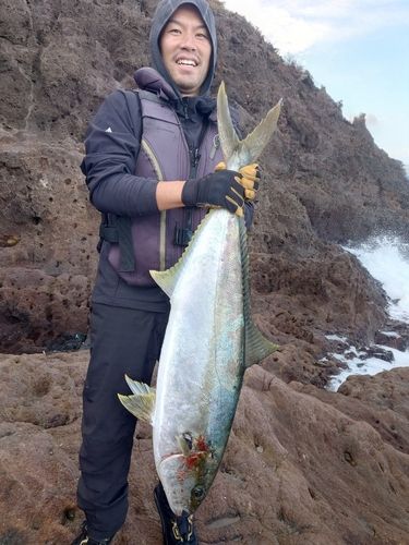 ヒラマサの釣果