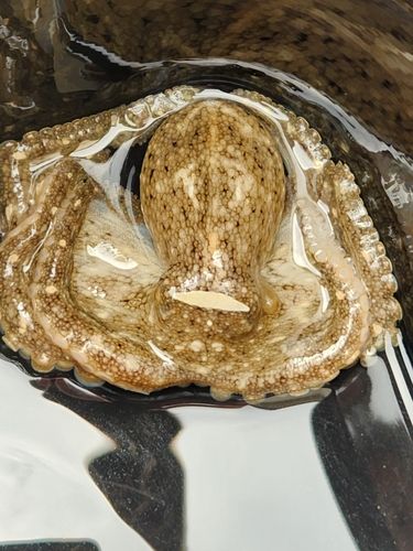 イイダコの釣果