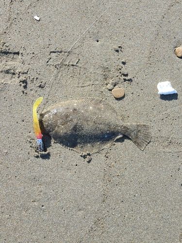 ヒラメの釣果