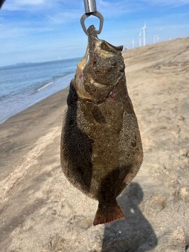 ヒラメの釣果