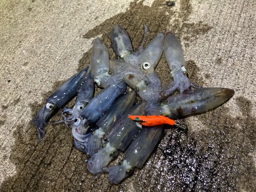 マメイカの釣果