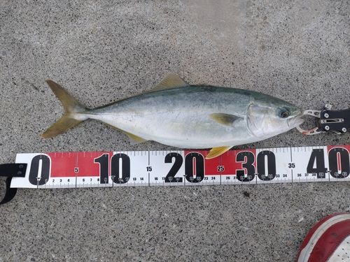 ワカシの釣果